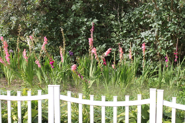 Gladiolas in lower cottage garden